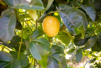 ✅ Programa + Frutas Ivaté!  